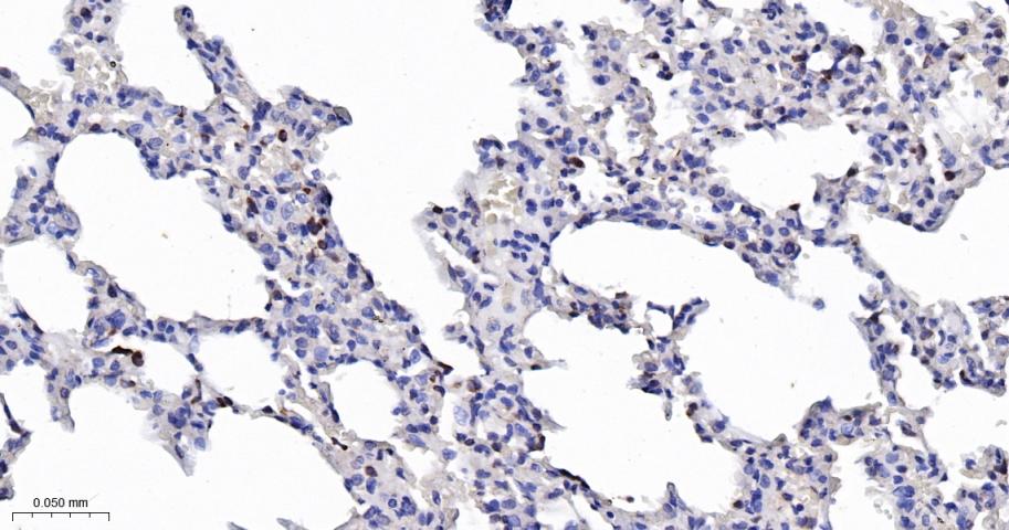 亲环蛋白（亲环素）PPIA重组兔单抗