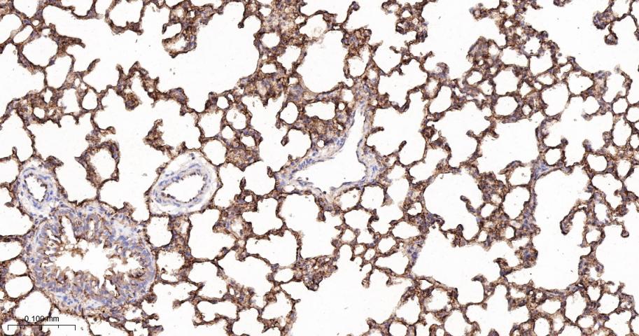 跨膜接头蛋白PAG重组兔单抗-bsm-62406R