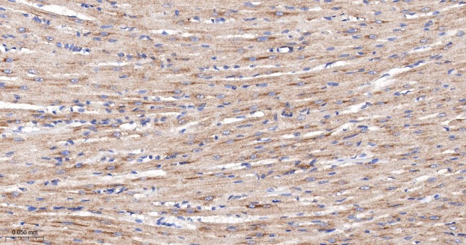 p53正向细胞凋亡调控因子重组兔单抗