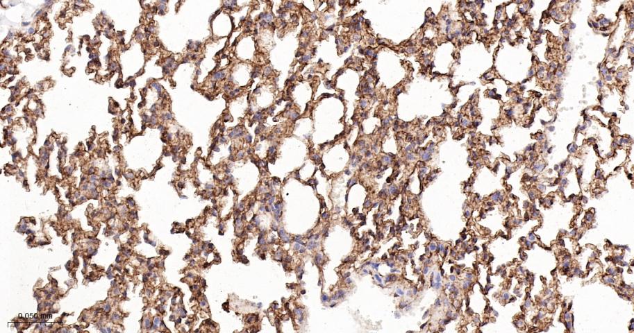 跨膜接头蛋白PAG重组兔单抗-bsm-62406R