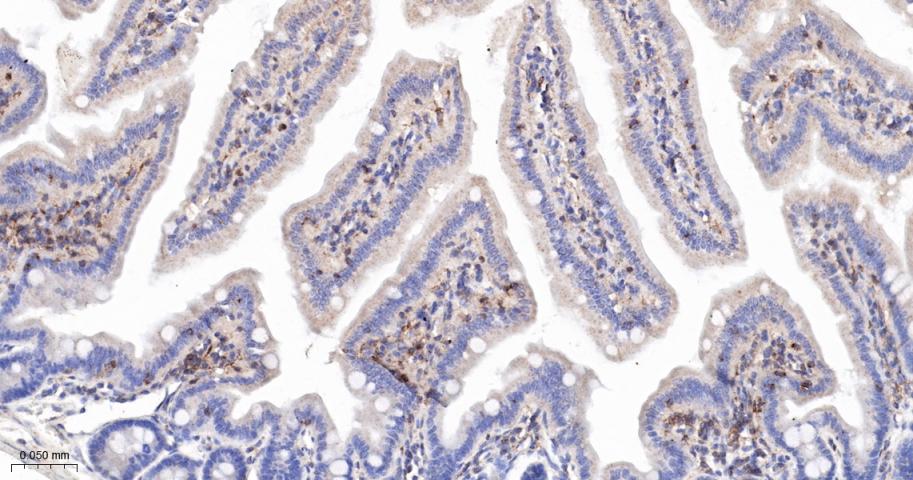 跨膜接头蛋白PAG重组兔单抗-bsm-62406R