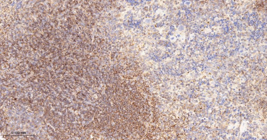 跨膜接头蛋白PAG重组兔单抗-bsm-62406R