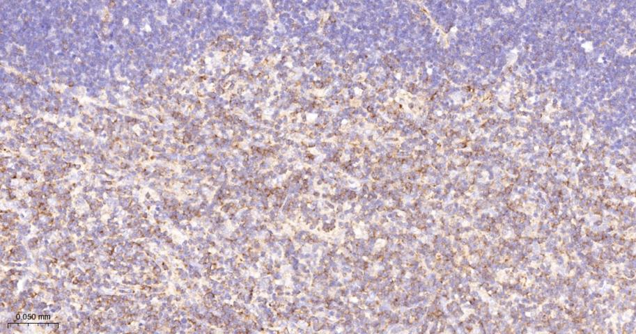 跨膜接头蛋白PAG重组兔单抗-bsm-62406R