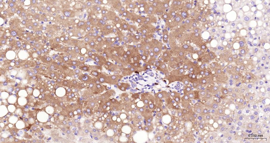G蛋白偶联受体6重组兔单抗