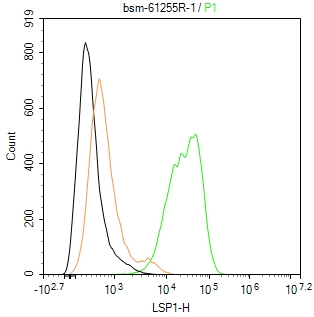 白细胞F肌动蛋白结合蛋白重组兔单抗