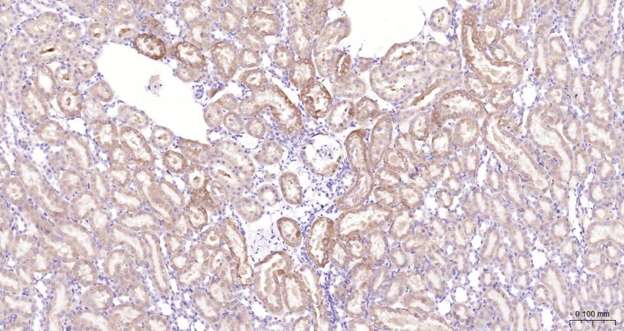 G蛋白偶联受体6重组兔单抗