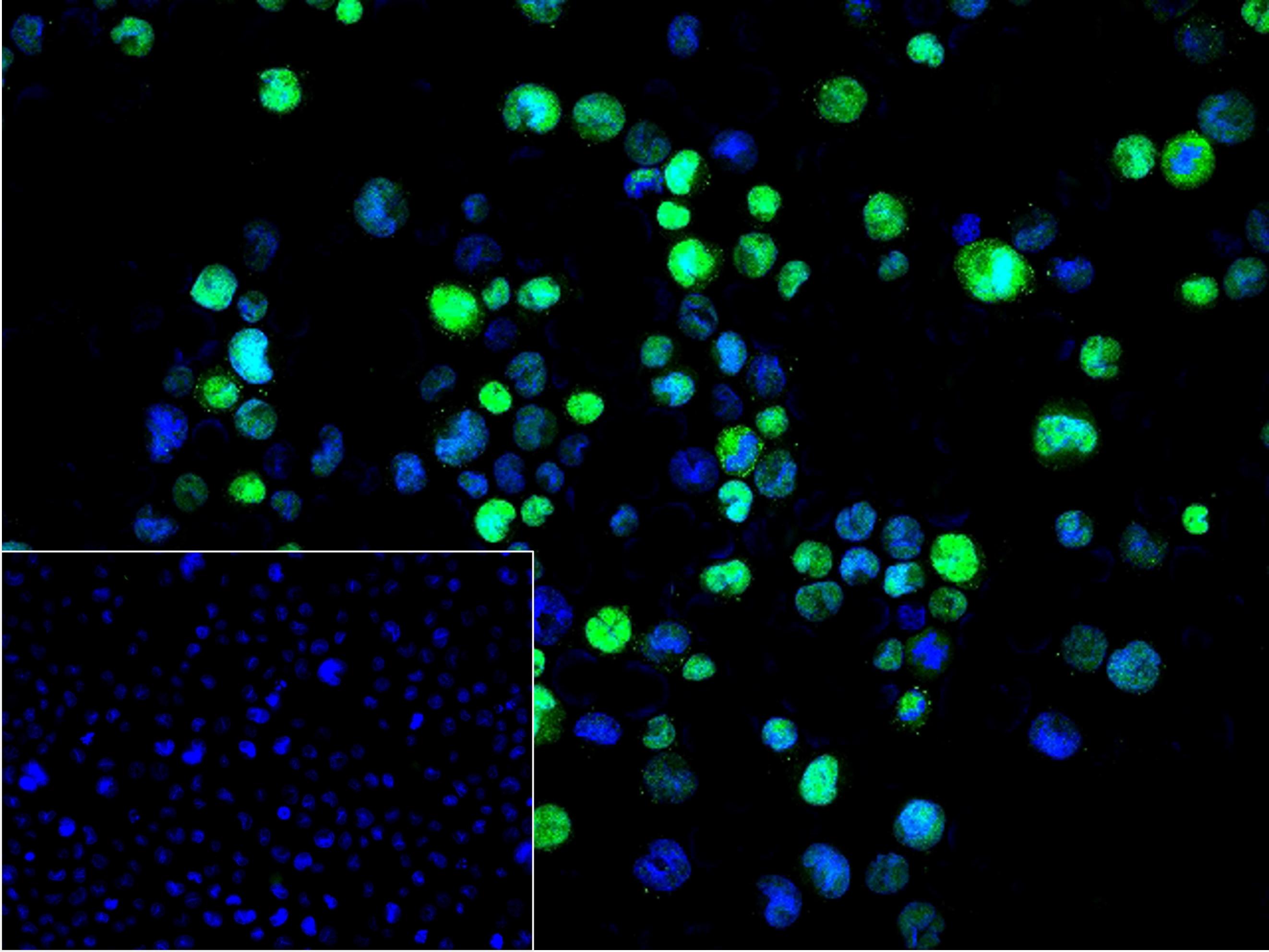 DNA结合蛋白2重组兔单抗
