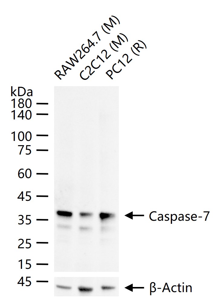 半胱胺酸蛋白酶-7重组兔单抗