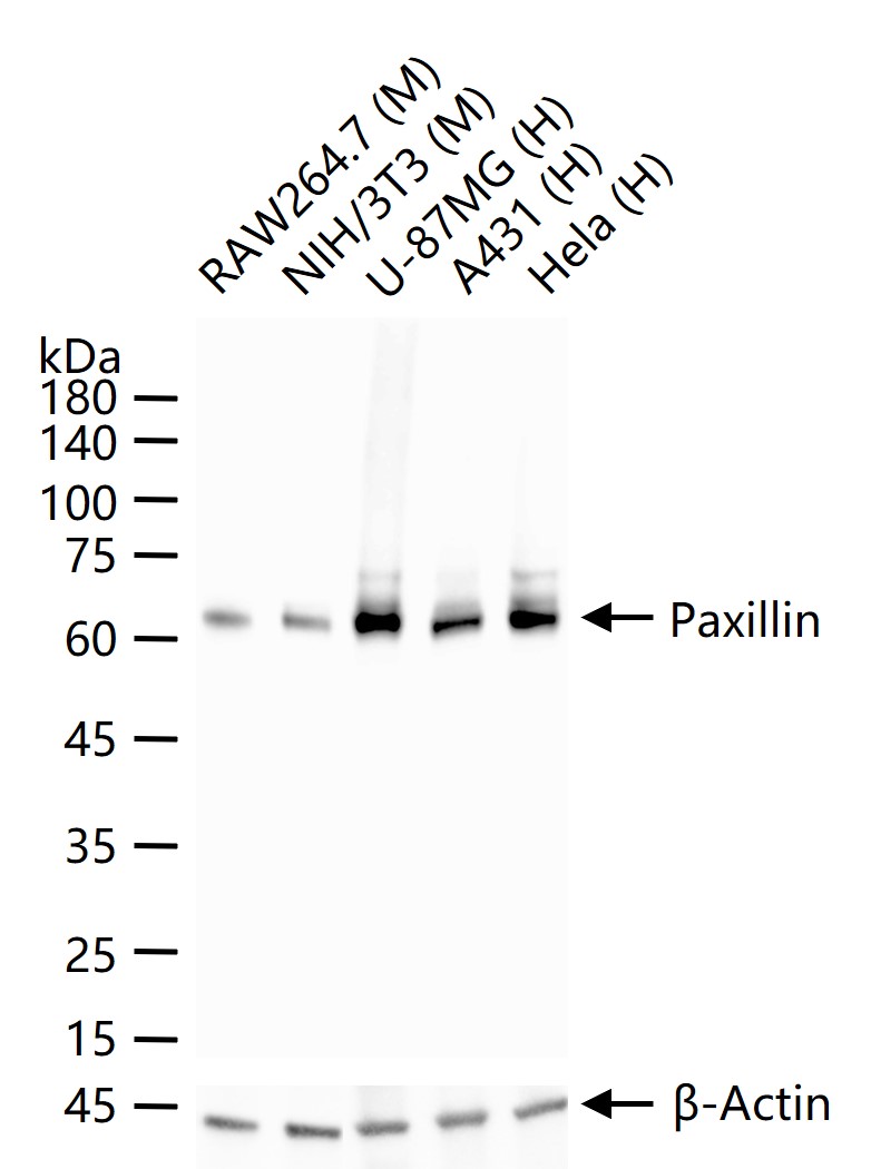 桩蛋白Paxillin重组兔单抗