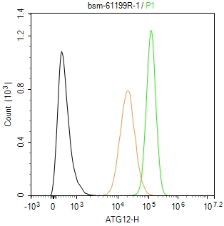 自噬相关蛋白12重组兔单抗-bsm-61199R