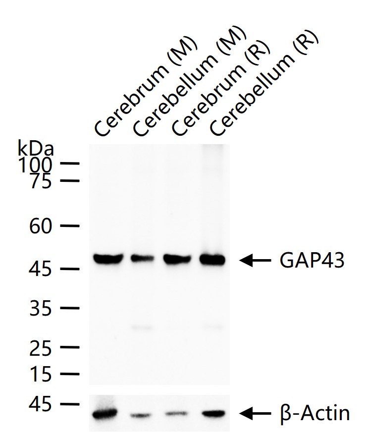 神经生长相关蛋白43重组兔单克隆抗体