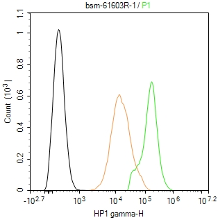异染色质蛋白1-γ/HP-1γ重组兔单抗-bsm-61603R