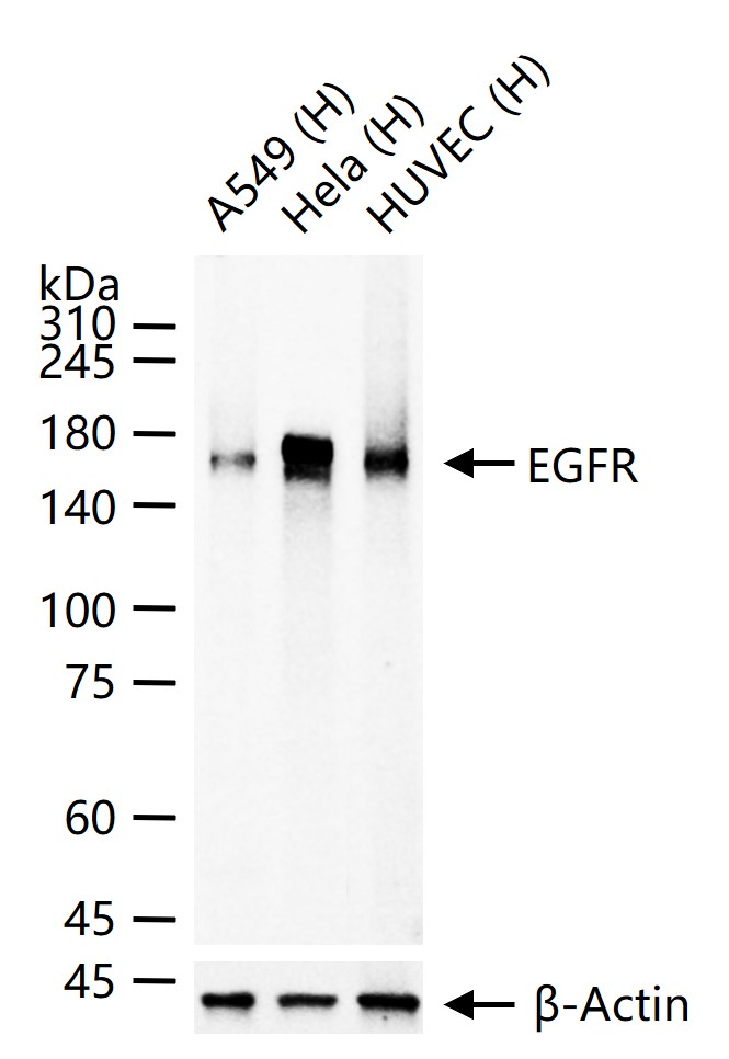 表皮生长因子受体单克隆抗体-bsm-33140M
