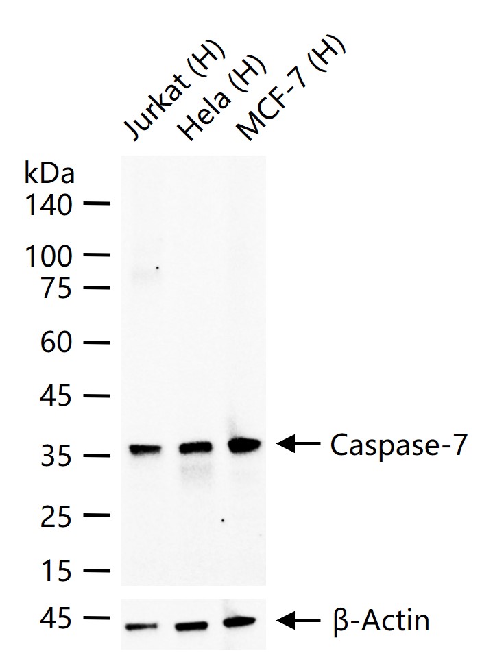 半胱胺酸蛋白酶-7重组兔单抗