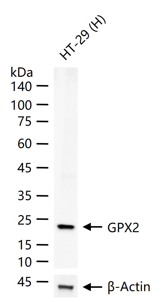 谷胱甘肽过氧化酶2重组兔单抗
