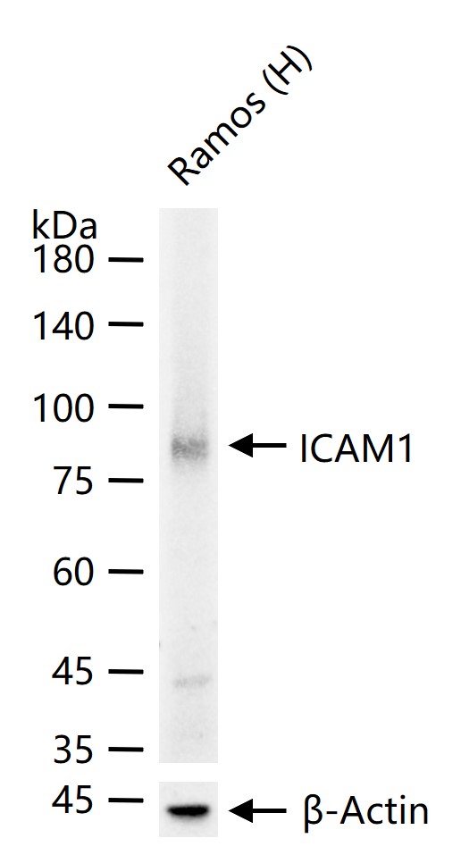 细胞间粘附分子-1(CD54)重组兔单抗