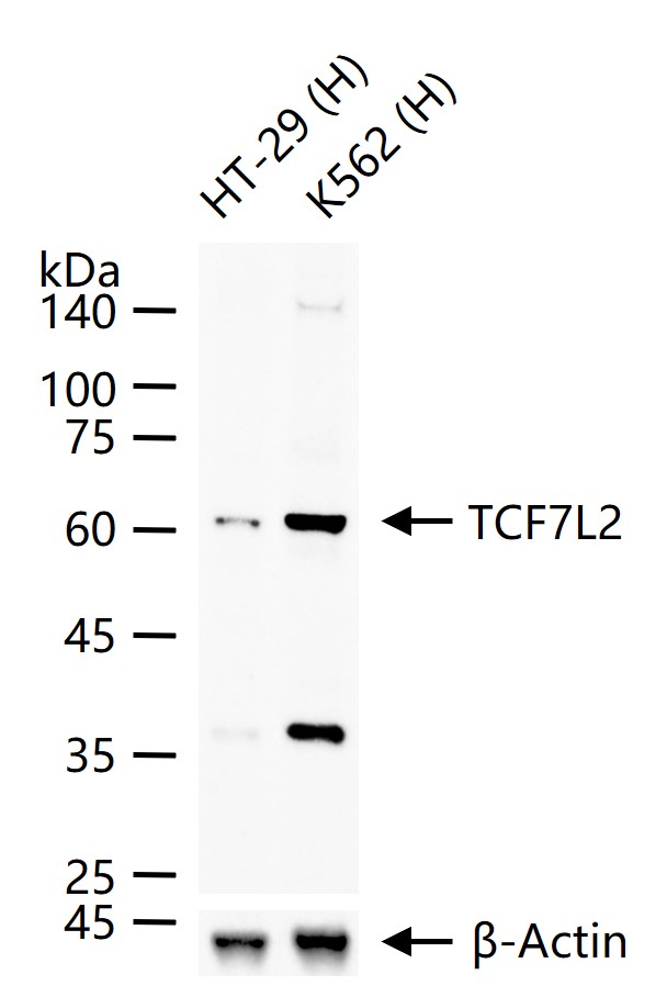 转录因子7类似物2重组兔单抗
