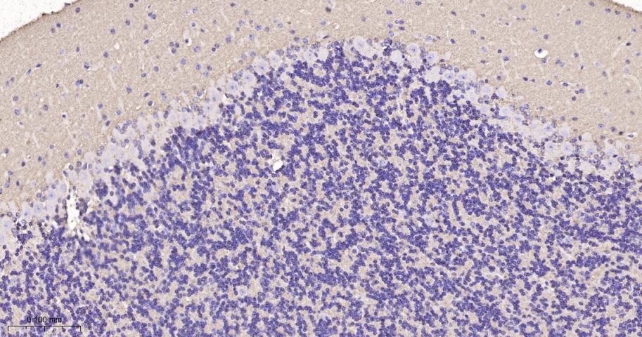 神经生长相关蛋白43重组兔单克隆抗体