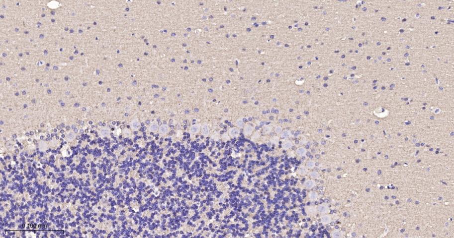 神经生长相关蛋白43重组兔单克隆抗体