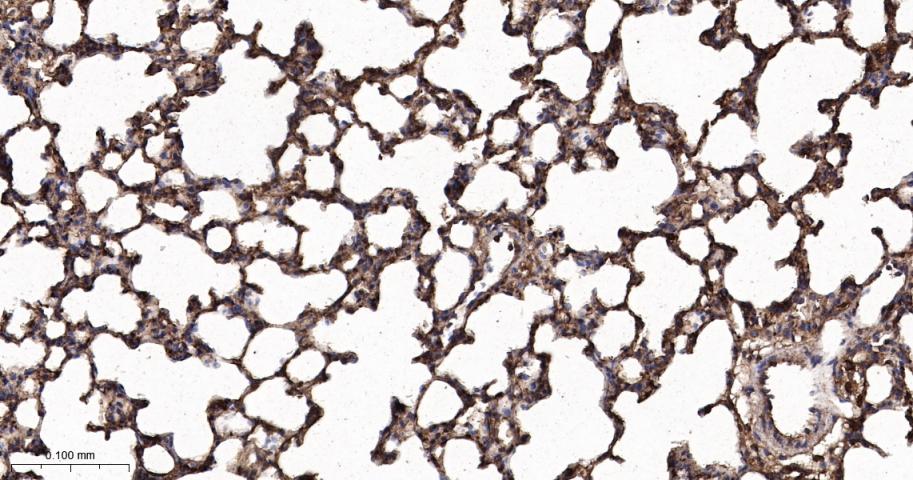 葡萄糖转运蛋白1重组兔单抗