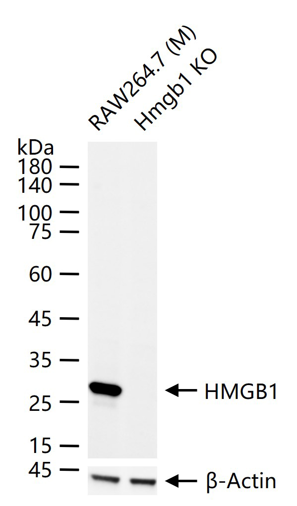 高迁移率族蛋白B1重组兔单抗