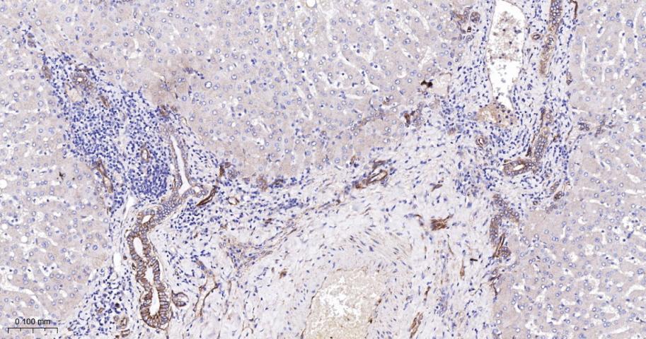 网蛋白重组兔单抗