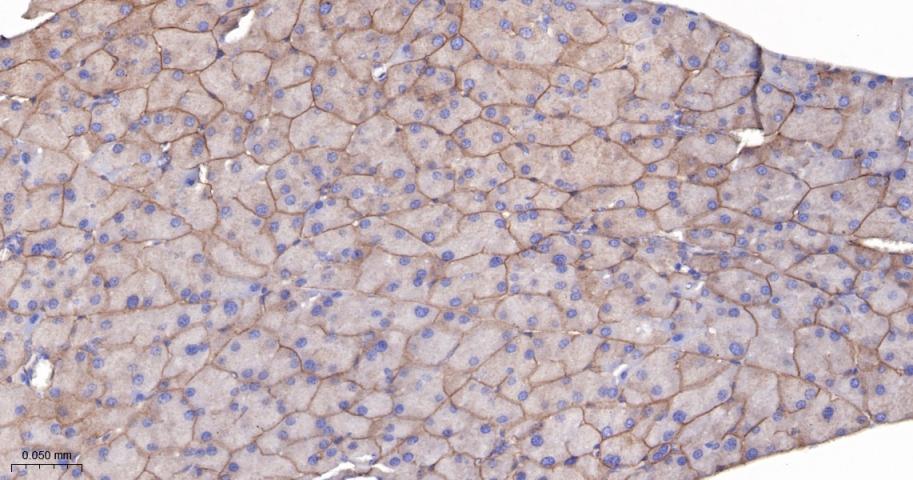 整合素β4重组兔单抗