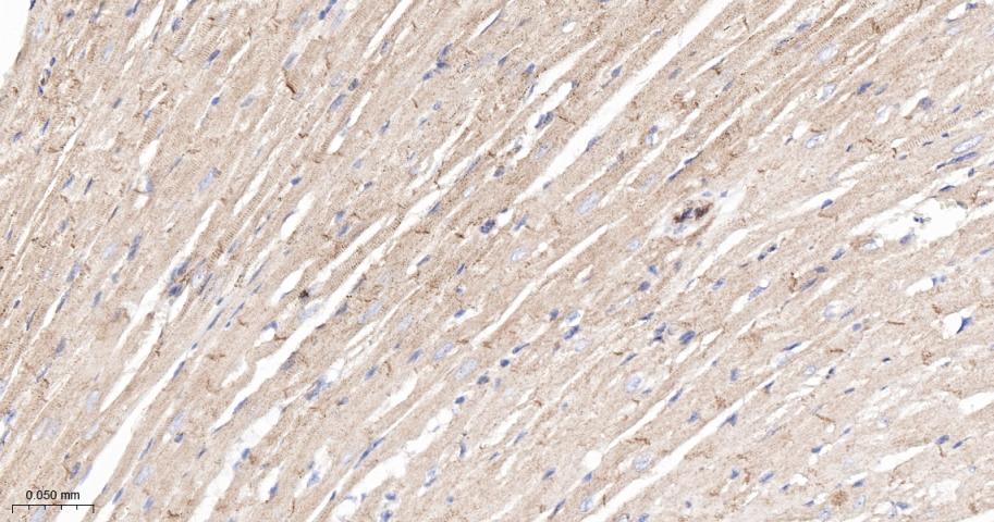 网蛋白重组兔单抗