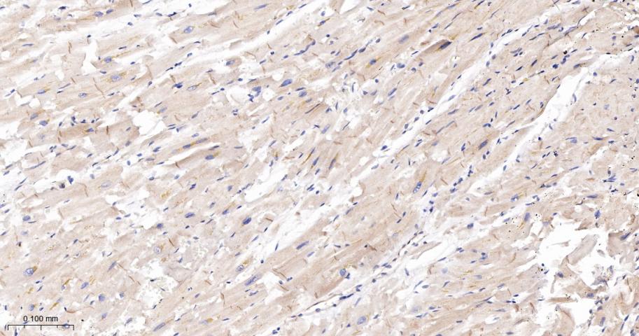 网蛋白重组兔单抗