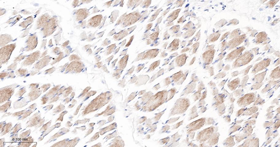 网蛋白重组兔单抗