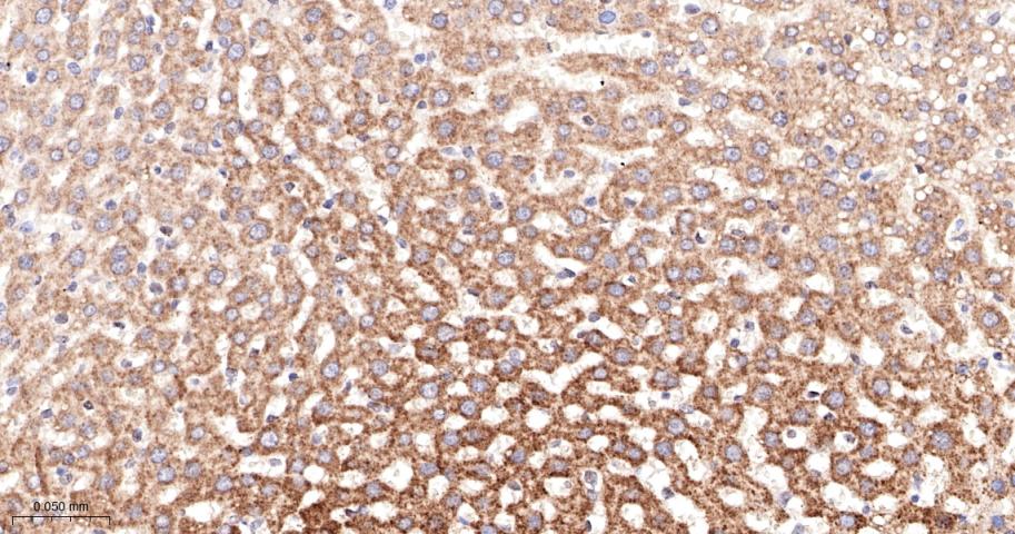 G蛋白偶联受体6重组兔单抗