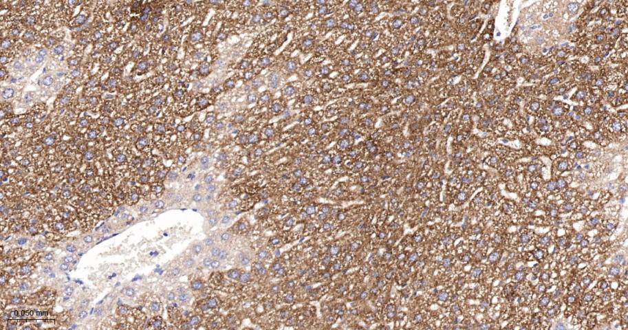 黄嘌呤氧化酶重组兔单抗