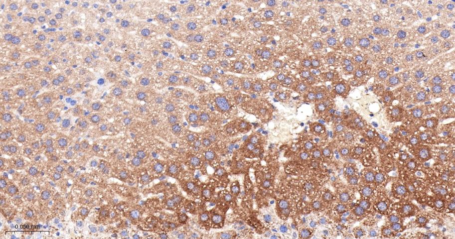 G蛋白偶联受体6重组兔单抗