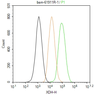 黄嘌呤氧化酶重组兔单抗