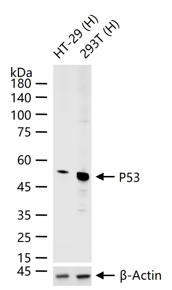 细胞肿瘤抗原P53抗体