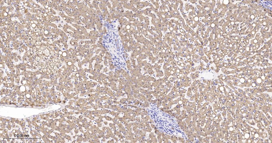 黄嘌呤氧化酶重组兔单抗