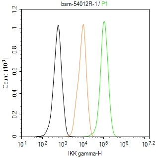KB抑制蛋白激酶γ重组兔单抗