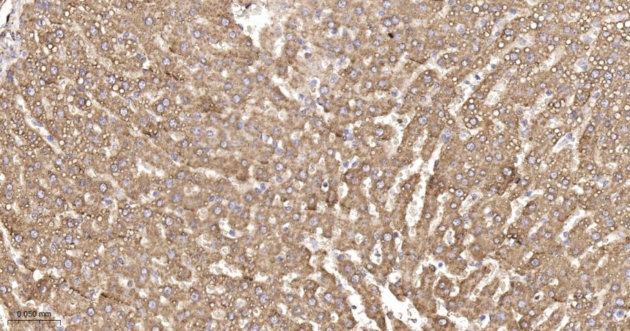 黄嘌呤氧化酶重组兔单抗