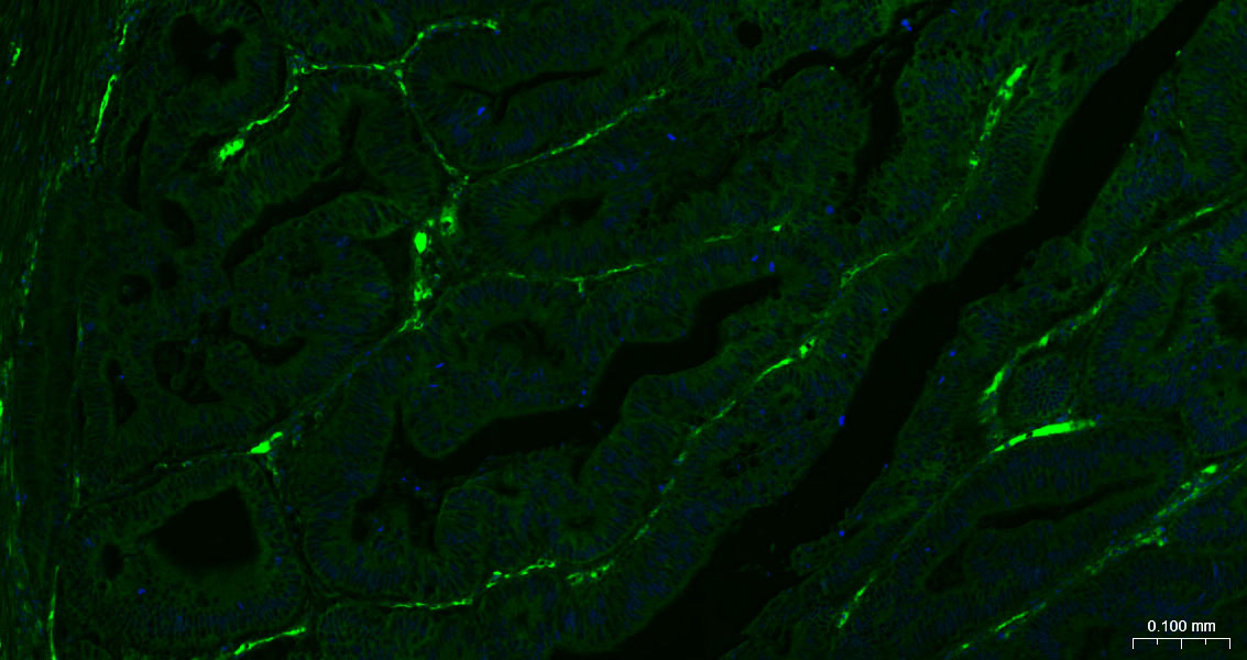 CD105抗体-bsm-41201M