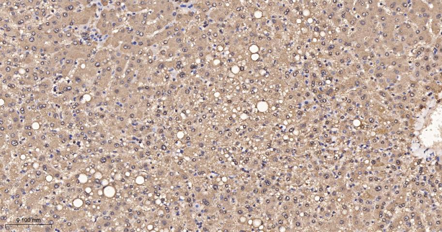 硫氧还蛋白重组兔单抗-bsm-63003R