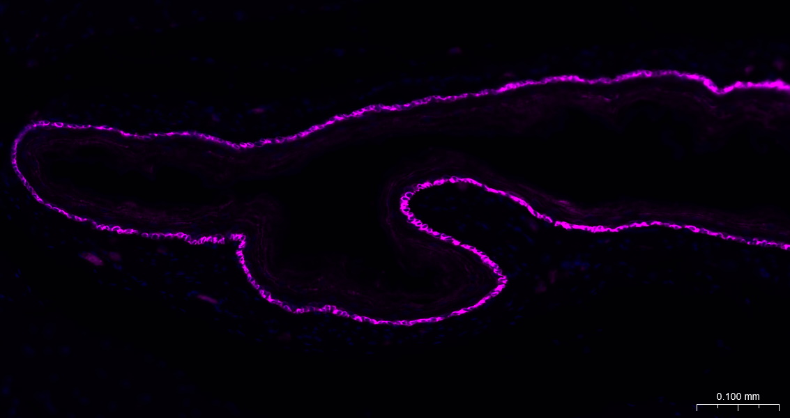 BF647标记的羊抗兔IgG H&L
