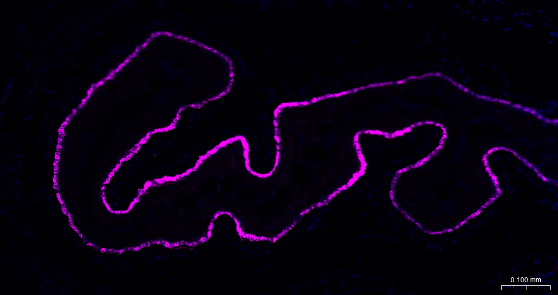 BF647标记的羊抗兔IgG H&L