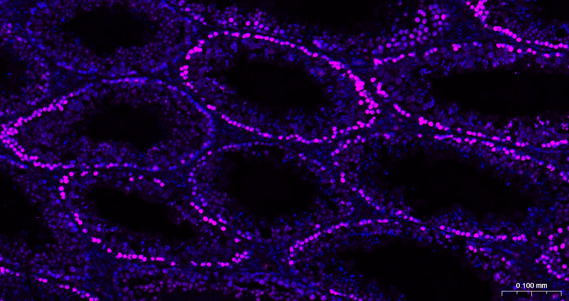 Cy5标记的羊抗小鼠IgG H&L