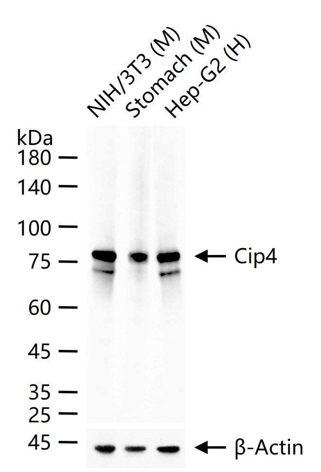 Cip4 Recombinant Rabbit mAb (一抗) - WB | Bioss