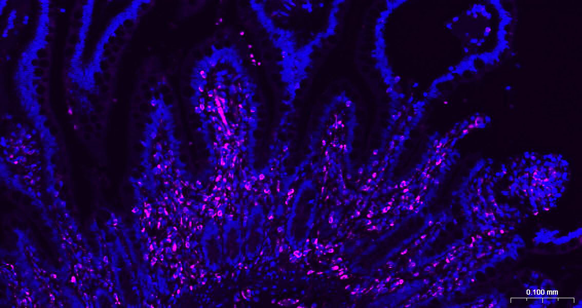 APC标记的羊抗兔IgG H&L