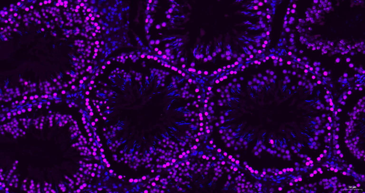 组蛋白H3(核内参)单克隆抗体-bsm-33042M