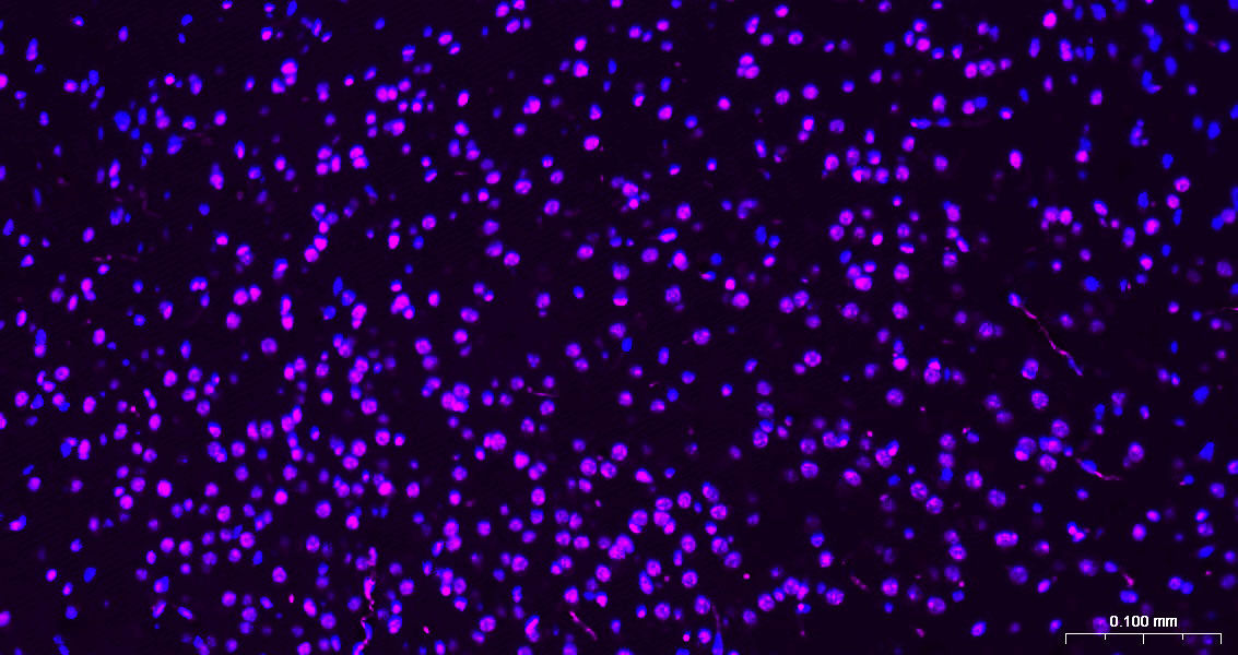 组蛋白H3(核内参)单克隆抗体-bsm-33042M