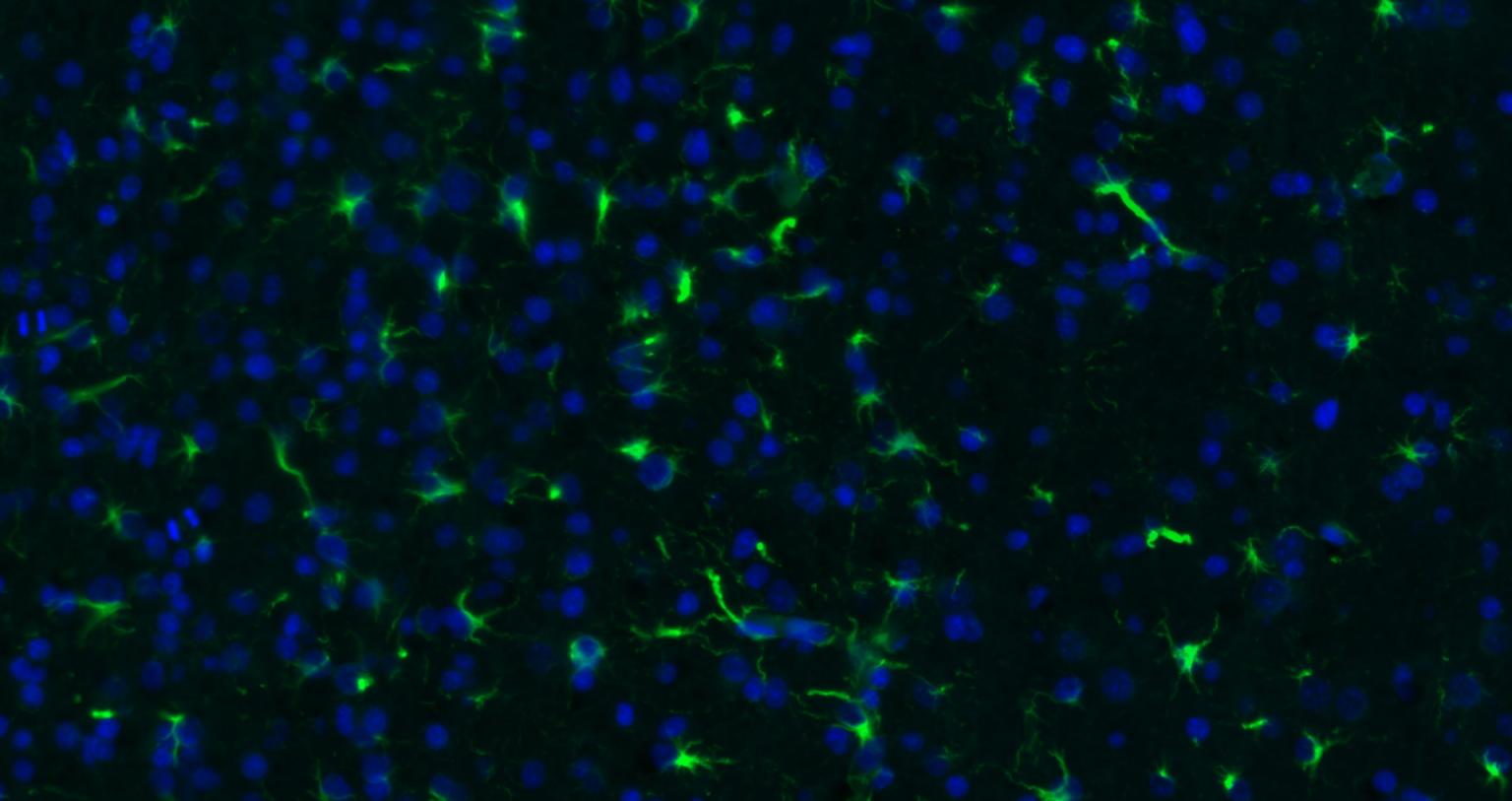 FITC标记的羊抗兔IgG H&L