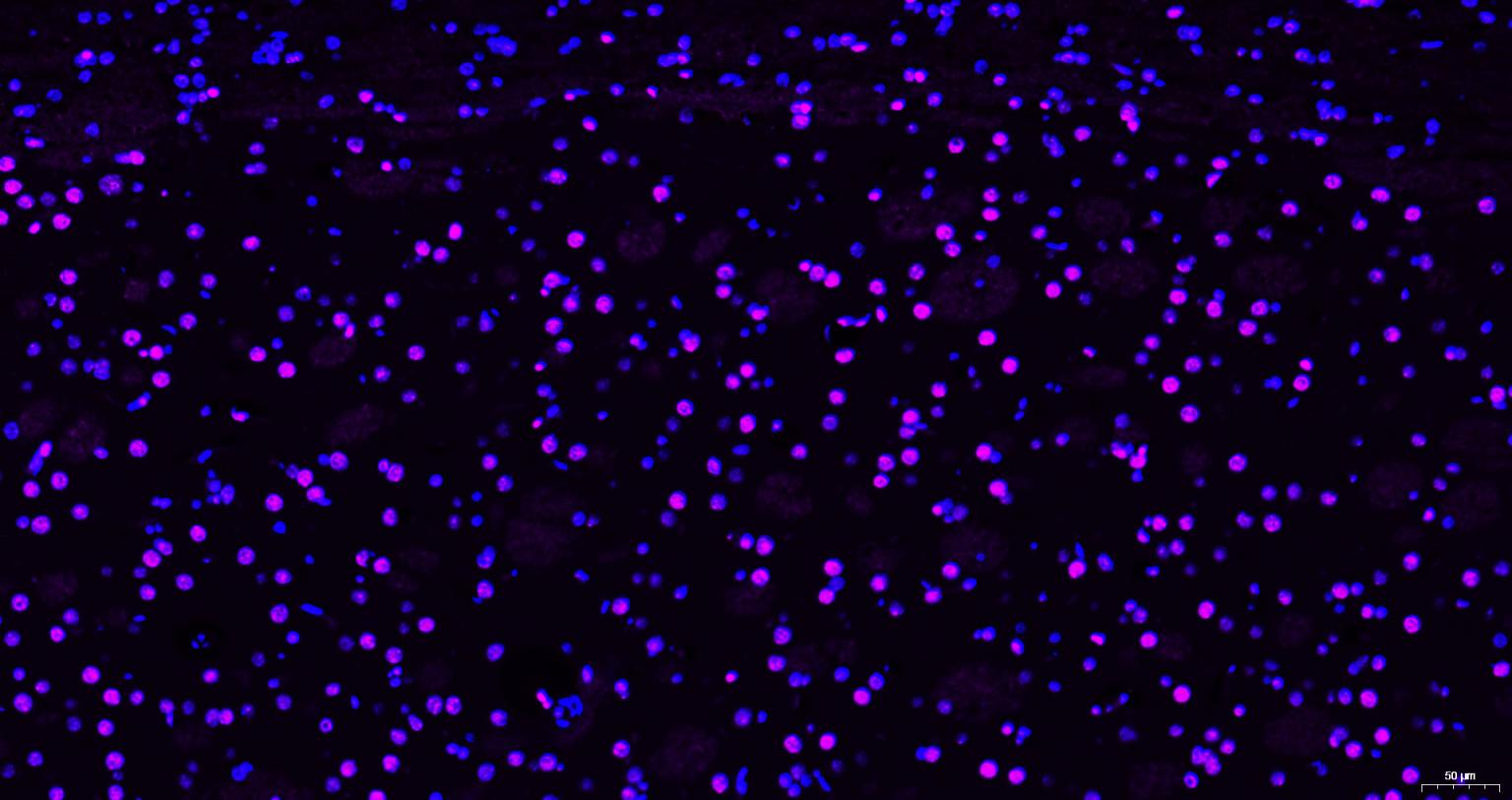 组蛋白H3(核内参)单克隆抗体-bsm-33042M