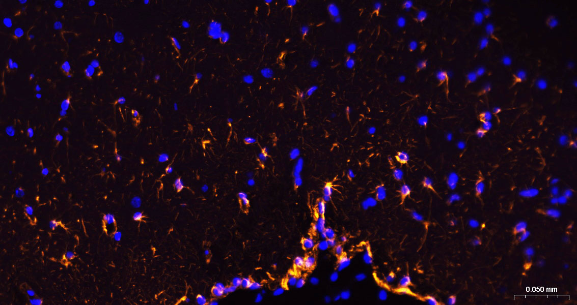 BF555标记的羊抗兔IgG H&L